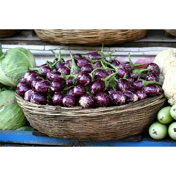 Brinjal (22)-5792183-55526.webp